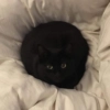 dark cat (by AstRa OWN) dark cat (by AstRa OWN) -