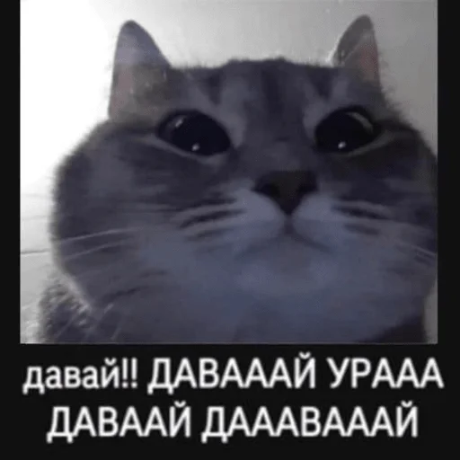 давай ура и другие коты давай ура и другие коты -