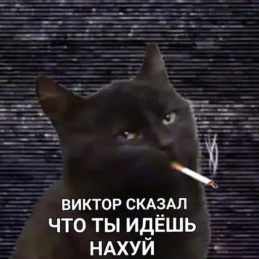 text text domestic cat mammal