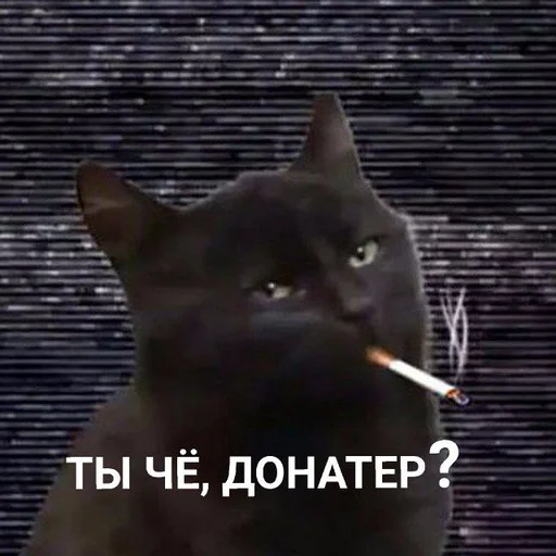 mammal mammal text small to medium-sized cats