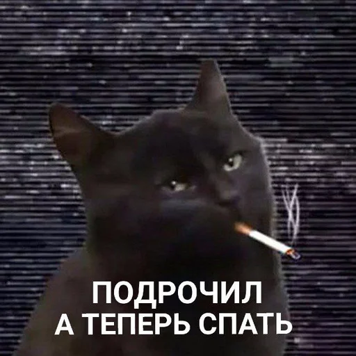 text text domestic cat small to medium-sized cats
