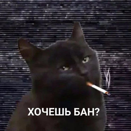 mammal mammal small to medium-sized cats domestic cat