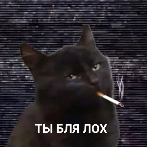 mammal mammal small to medium-sized cats domestic cat
