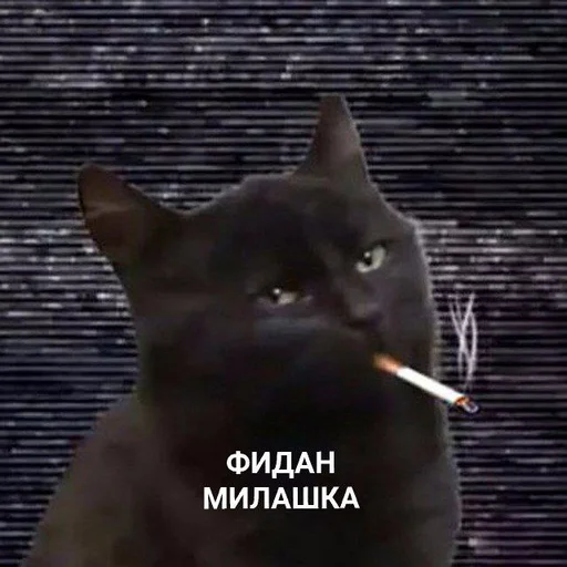 small to medium-sized cats small to medium-sized cats domestic cat black cat