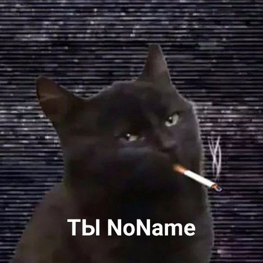small to medium-sized cats small to medium-sized cats domestic cat mammal