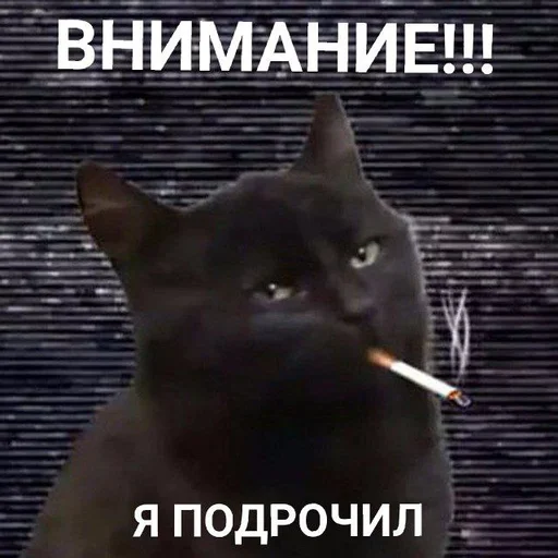 text text mammal black cat
