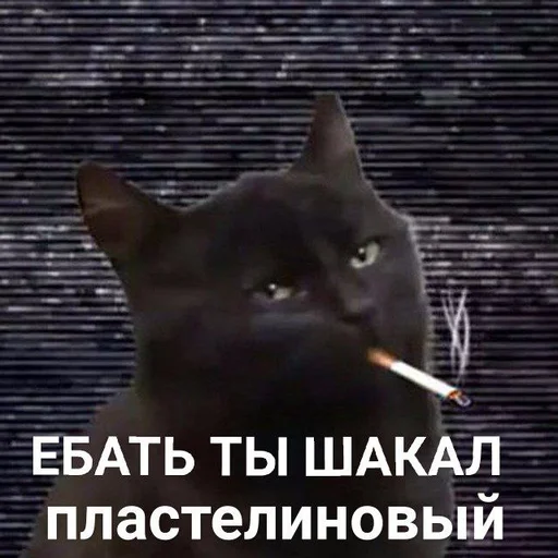text text small to medium-sized cats mammal