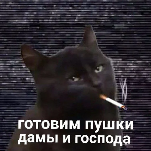 text text mammal small to medium-sized cats