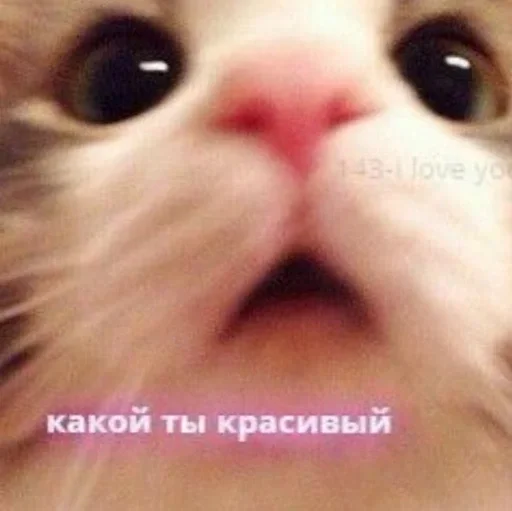 Sticker я гей - 4