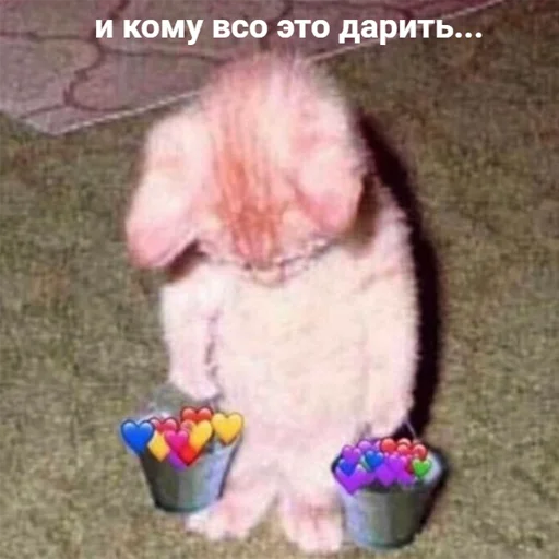 LITROV LITROV - кошка