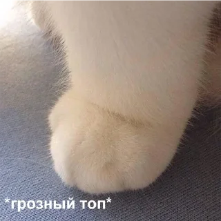 @devule pack @devule pack - млекопитающее