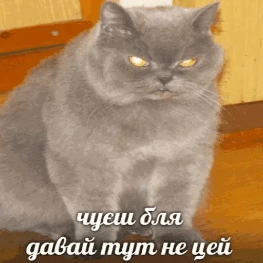 animal mammal cat