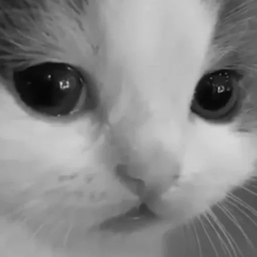 огурец?) :: @fStikBot огурец?) :: @fStikBot -