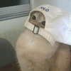 диця диця -