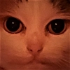djevotnie djevotnie -