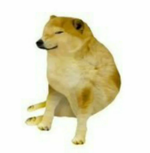 doge doge -