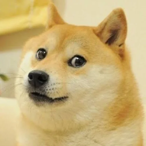 Dogetard Pack {By @MobiusS} Dogetard Pack {By @MobiusS} -