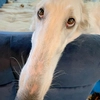Dogzzz Dogzzz -