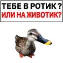 Злая утка Злая утка - animal