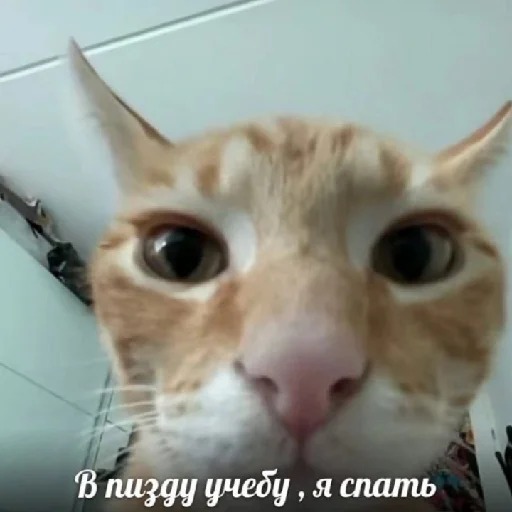 двадцать 2 шыш надцать