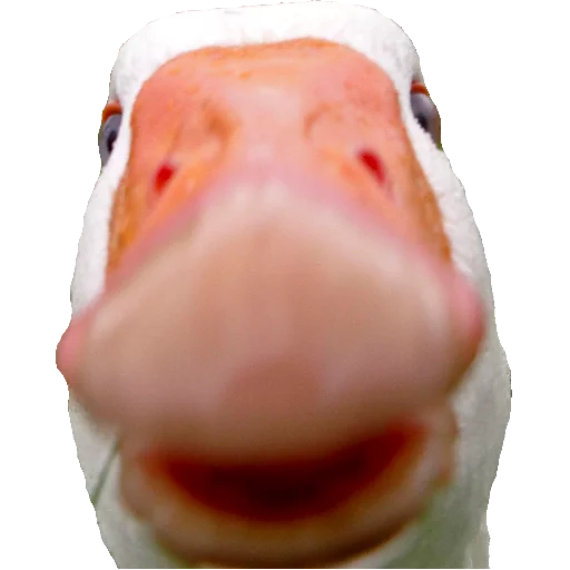 animal goose bird