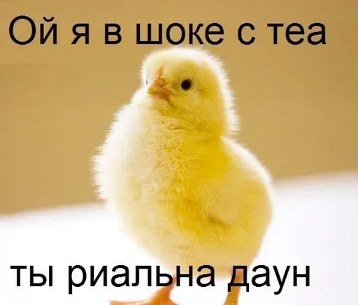птица птица животное галловая птица