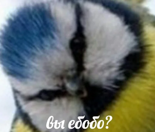 Ebobo Ebobo -