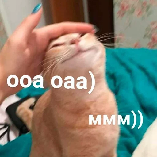 домашняя кошка домашняя кошка кошка млекопитающее