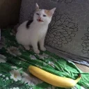 bananya bananya - cat