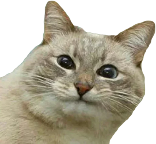 Ебучие Коты Ебучие Коты -