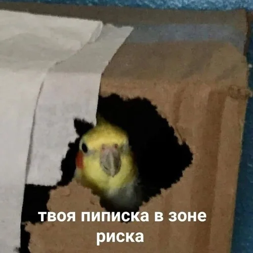 animal bird yellow