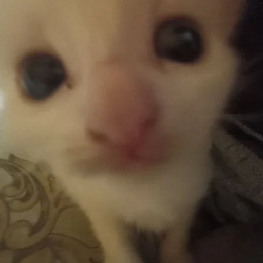 котеки котеки -