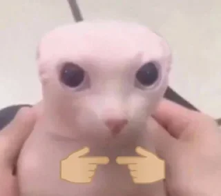 Стикер effed up cats - 7
