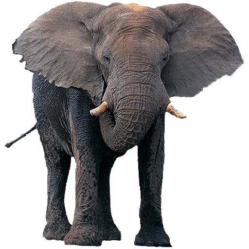 Elephants Elephants -