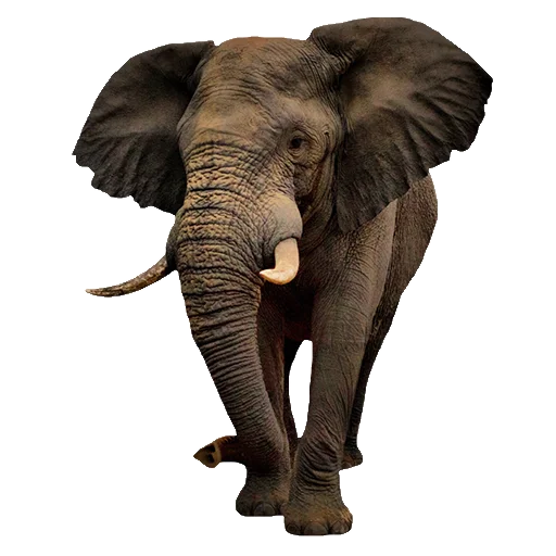 Sticker Elephants - 0