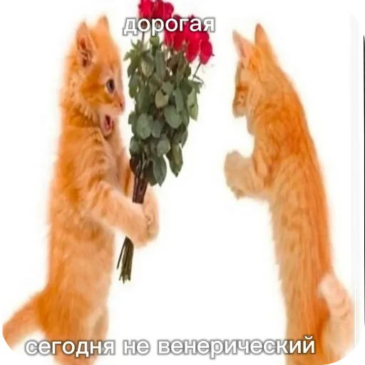 елыпалы - 
