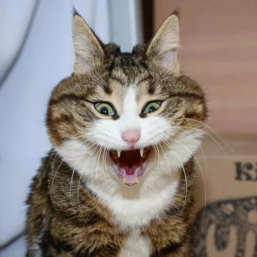 Эмоциональный кот