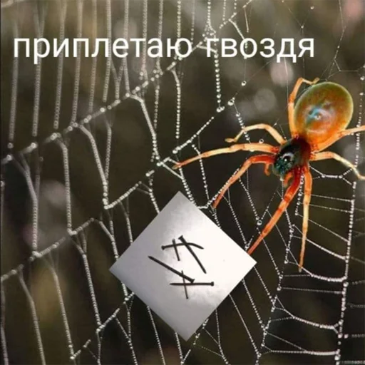 беспозвоночный беспозвоночный животное паук