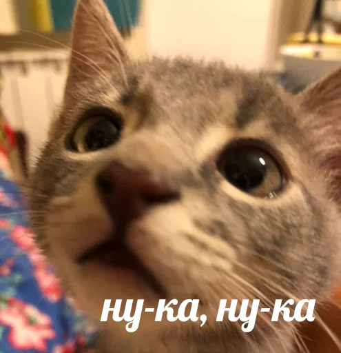 kycb kycb -