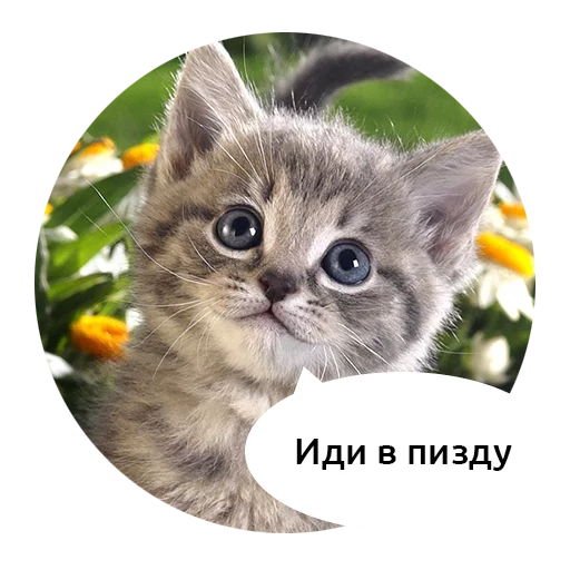 Злые зверята by @DGStickers Злые зверята by @DGStickers - животное