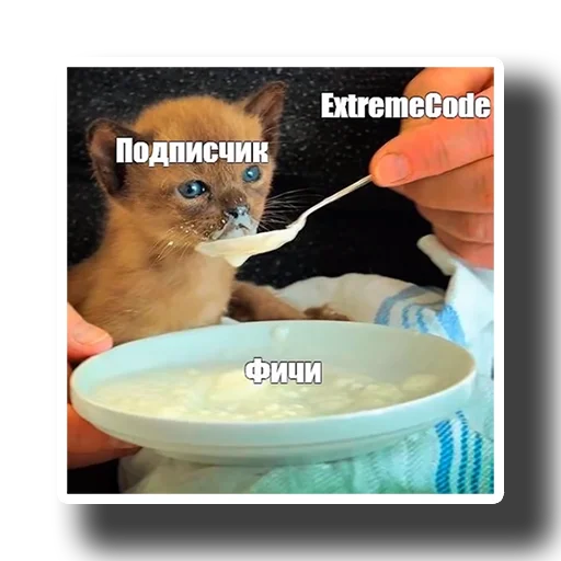 cat cat bowl indoor