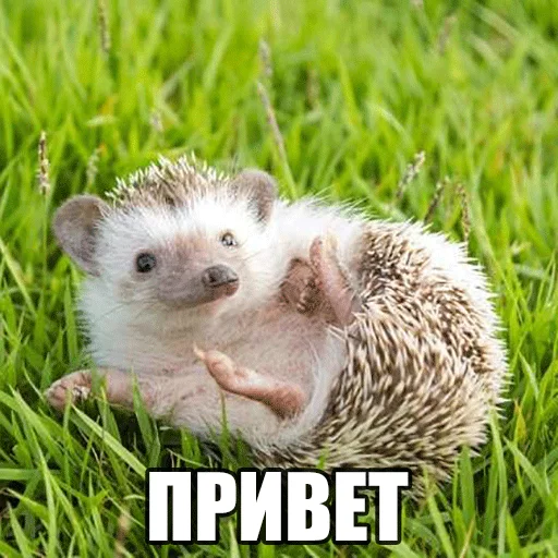 Ёжик-Пак Ёжик-Пак -
