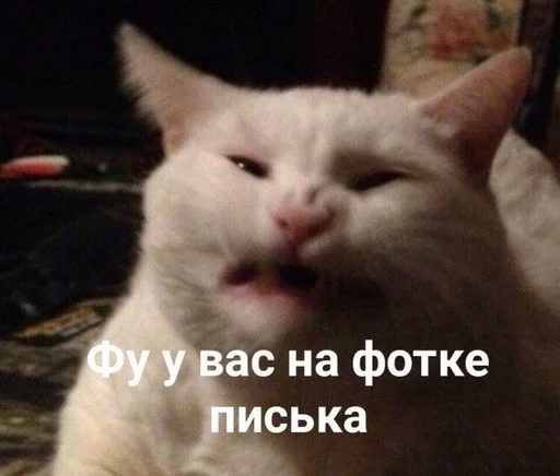 млекопитающее млекопитающее животное кошка