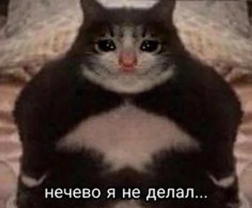 животное животное млекопитающее кошка