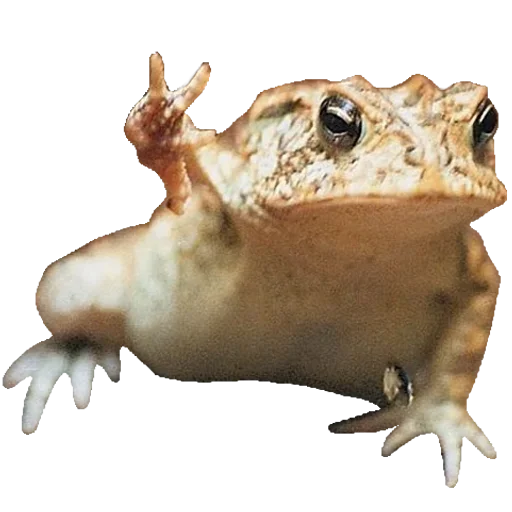 animal frog amphibian