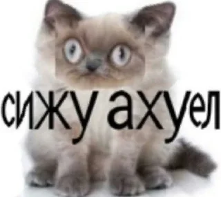 Жирная шаурма Жирная шаурма - СМС