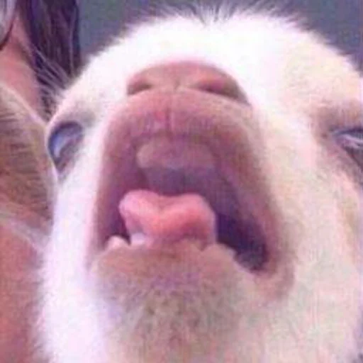 mammal mammal animal pet