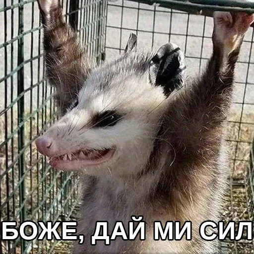 mammal mammal animal text