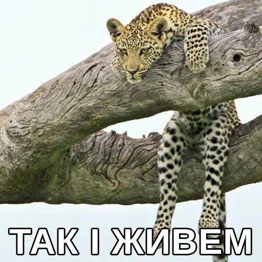 animal animal mammal big cat