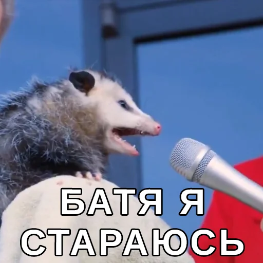 mammal mammal microphone animal